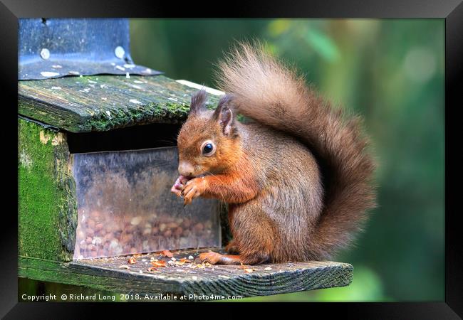 Hungry Red Squirrel  Framed Print by Richard Long
