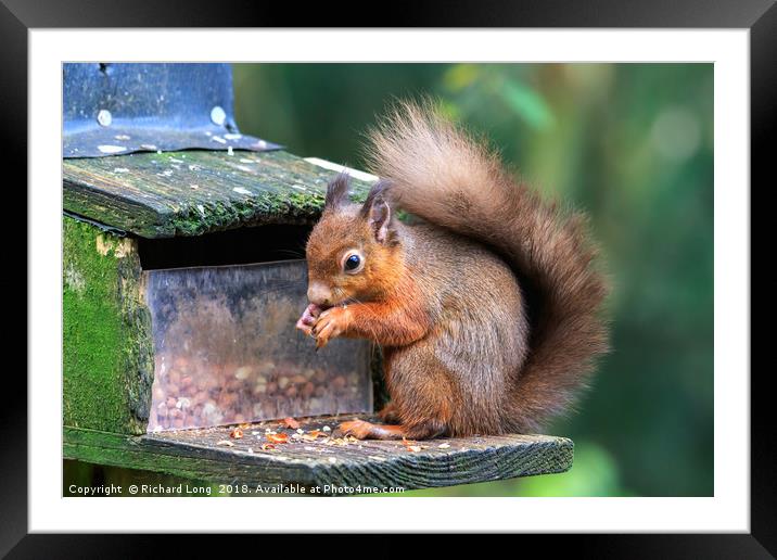 Hungry Red Squirrel  Framed Mounted Print by Richard Long