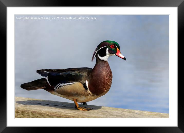 Male Wood Duck at wildlife reserve near Ladner Bri Framed Mounted Print by Richard Long