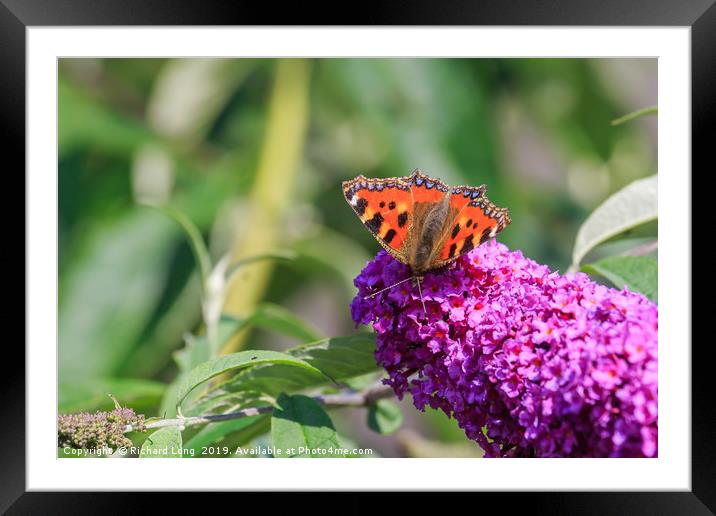 Small Tortoiseshell butterfly Framed Mounted Print by Richard Long