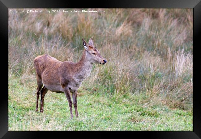 Female Red Deer Framed Print by Richard Long