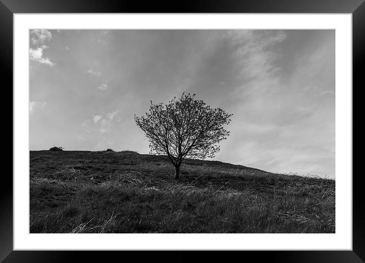 Lonely Tree Framed Mounted Print by Matthew Robinson
