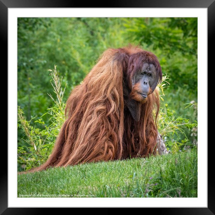 Sumatran Orangutan Framed Mounted Print by Phil Reay