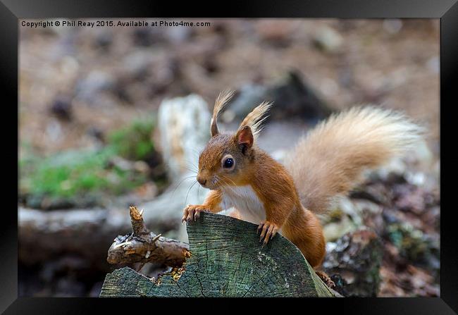  Red squirrel Framed Print by Phil Reay
