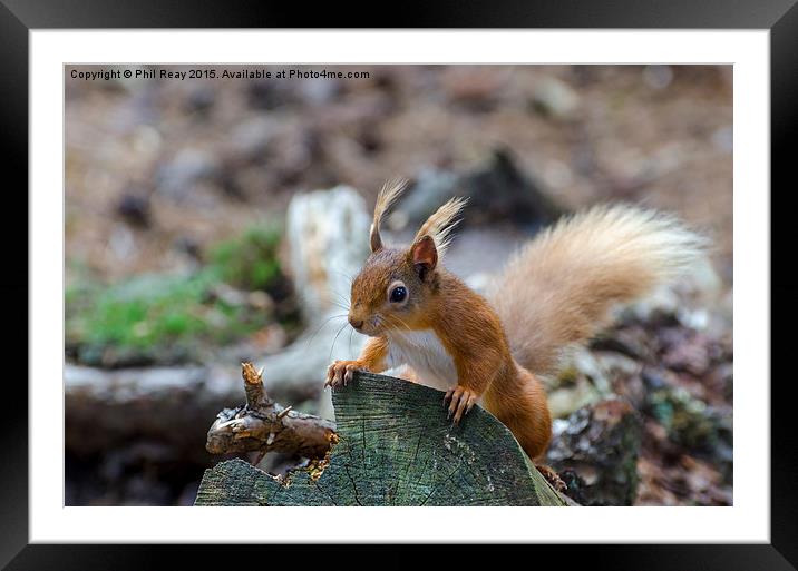  Red squirrel Framed Mounted Print by Phil Reay