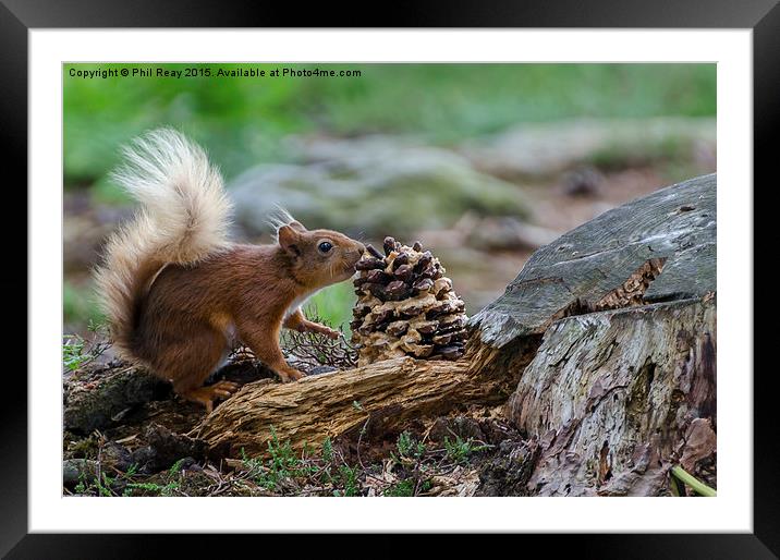  Red squirrel in the woods Framed Mounted Print by Phil Reay