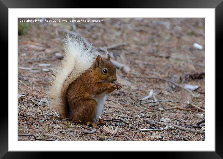  A red squirrel in the wild Framed Mounted Print by Phil Reay