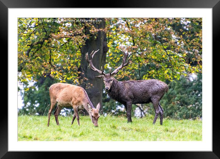  A stag & his hind Framed Mounted Print by Phil Reay