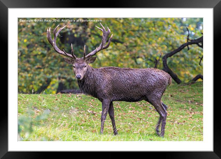  The magnificent Stag Framed Mounted Print by Phil Reay