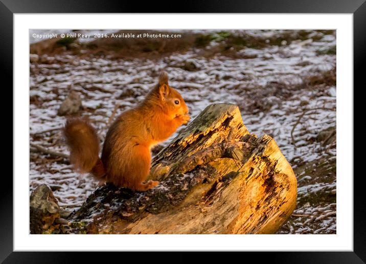 Feeding time Framed Mounted Print by Phil Reay