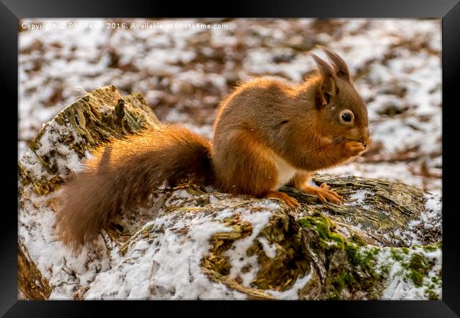 A gorgeous Red squirrel Framed Print by Phil Reay
