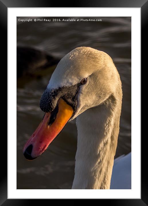 A mute swan Framed Mounted Print by Phil Reay