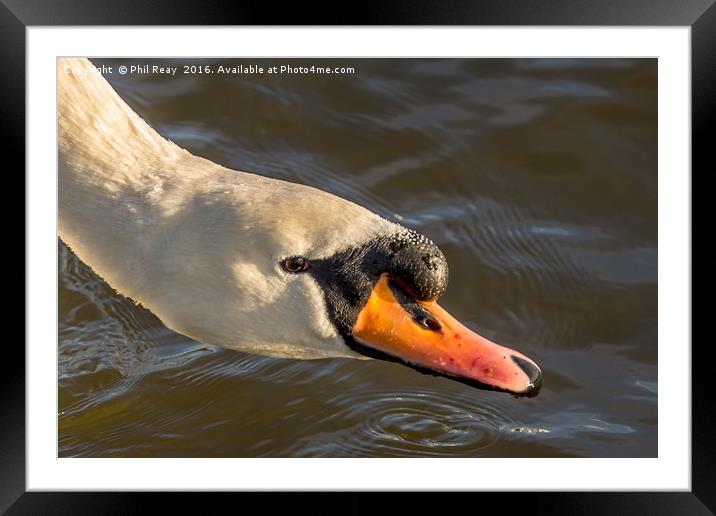 Mute swan  Framed Mounted Print by Phil Reay