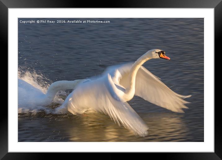 Swans in a flap Framed Mounted Print by Phil Reay