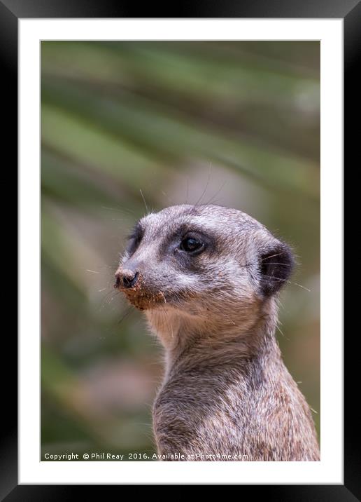 Meerkat Framed Mounted Print by Phil Reay