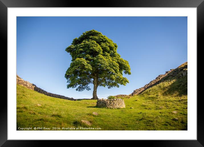 Sycamore Gap Framed Mounted Print by Phil Reay