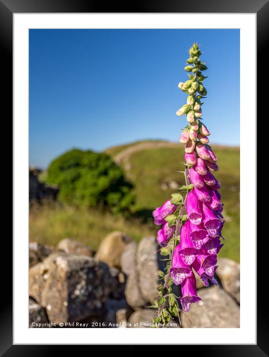 Foxglove on the wall Framed Mounted Print by Phil Reay