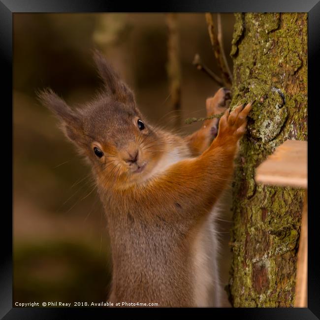 Red Squirrel Framed Print by Phil Reay