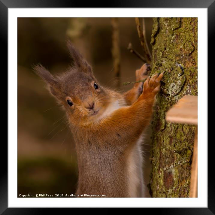 Red Squirrel Framed Mounted Print by Phil Reay