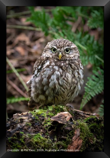 Little Owl Framed Print by Phil Reay