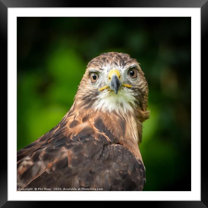 An American Red Tailed Hawk Framed Mounted Print by Phil Reay