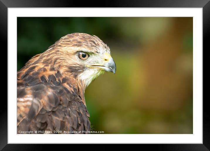 An American Red Tailed Hawk Framed Mounted Print by Phil Reay