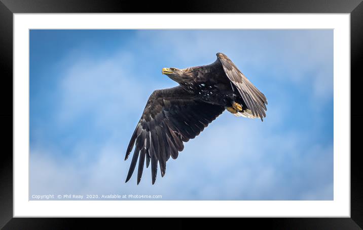A white tailed Sea Eagle Framed Mounted Print by Phil Reay