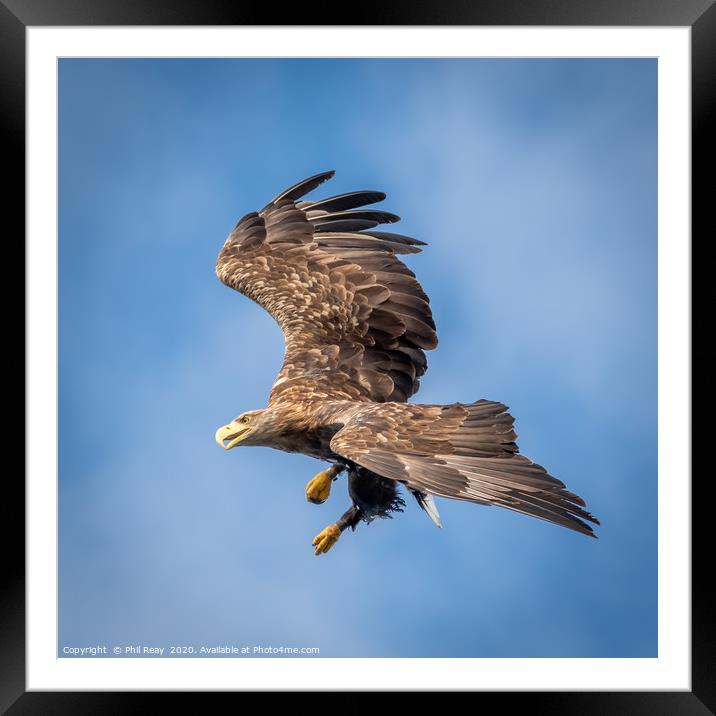 A White Tailed Sea Eagle Framed Mounted Print by Phil Reay