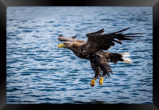 A White Tailed Sea Eagle Framed Print by Phil Reay