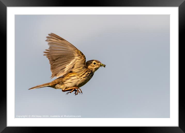 Meadow Pipet Framed Mounted Print by Phil Reay