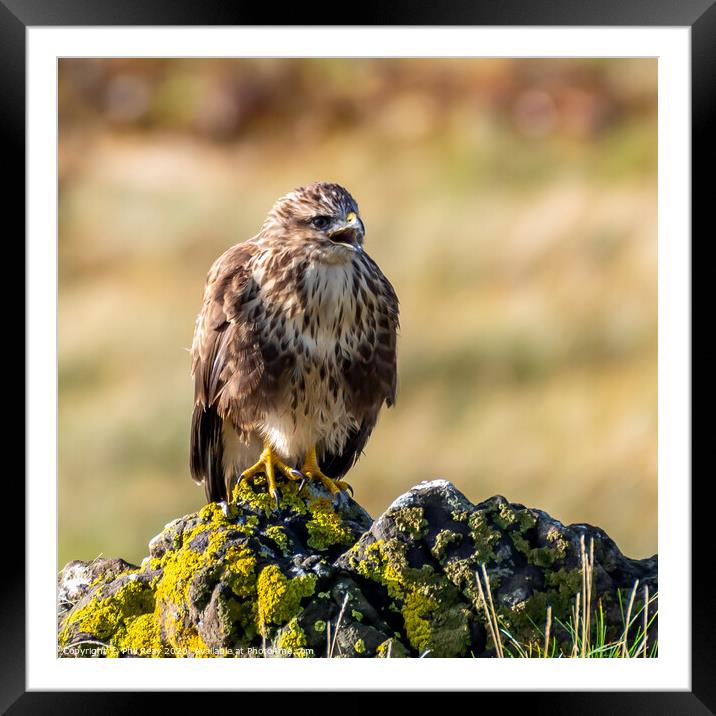 Common Buzzard Framed Mounted Print by Phil Reay