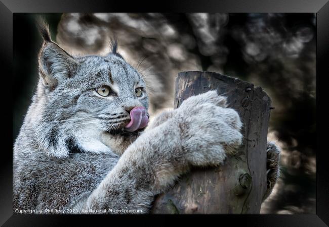 Canadian Lynx Framed Print by Phil Reay