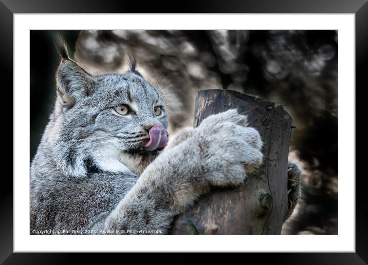 Canadian Lynx Framed Mounted Print by Phil Reay