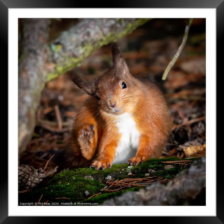 A wild Red Squirrel with an itch  Framed Mounted Print by Phil Reay
