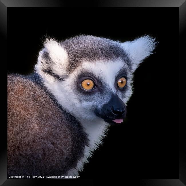 A close up of a Ring Tailed Lemur Framed Print by Phil Reay