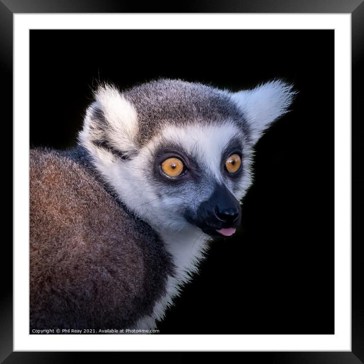 A close up of a Ring Tailed Lemur Framed Mounted Print by Phil Reay