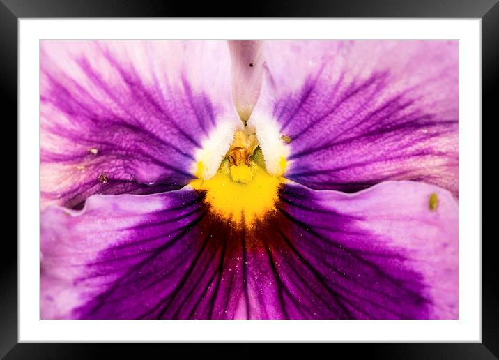  Pansy Framed Mounted Print by Tony Emery
