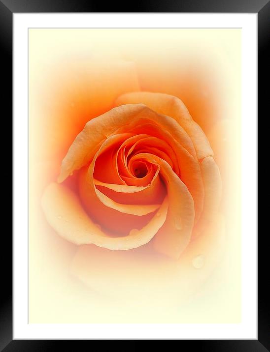  Rose Framed Mounted Print by Sanda Bogomazova