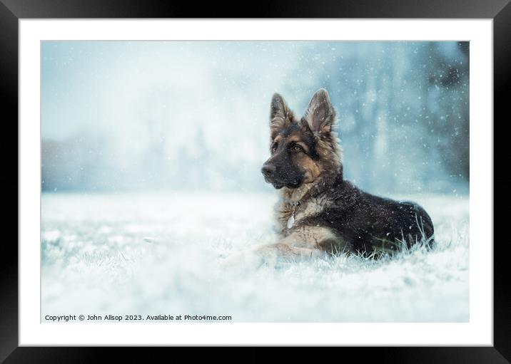 German Shepherd in the winter snow Framed Mounted Print by John Allsop