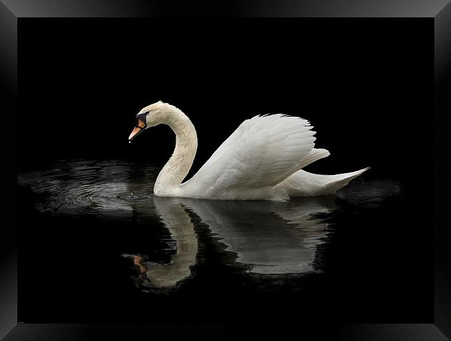 Swan Framed Print by John Allsop