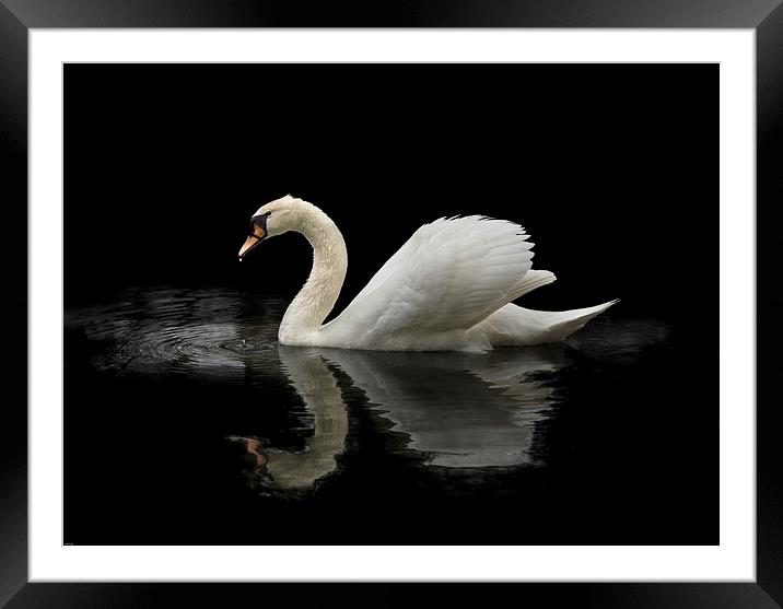 Swan Framed Mounted Print by John Allsop