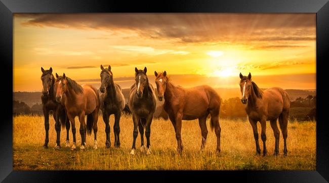 Horses at sunrise Framed Print by John Allsop