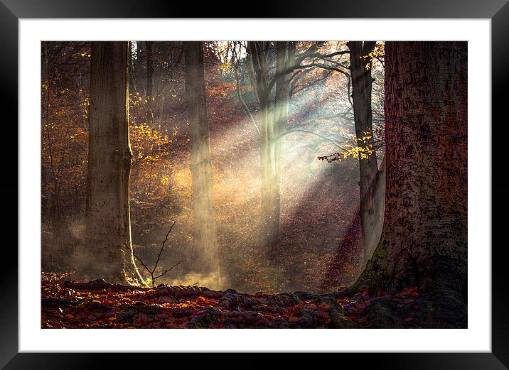 Autumn light at  Blaise Castle Estate, Bristol Framed Mounted Print by Jeremy Fennell