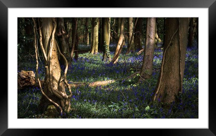 Bluebells in Leigh Woods, Bristol Framed Mounted Print by Jeremy Fennell