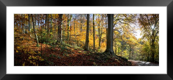 Beech Woodland in Autumn  Framed Mounted Print by Jeremy Fennell