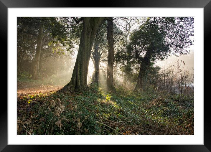 Winter mist  at Blaise Woodlands, Bristol Framed Mounted Print by Jeremy Fennell