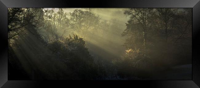 Winter woodland light  Framed Print by Jeremy Fennell