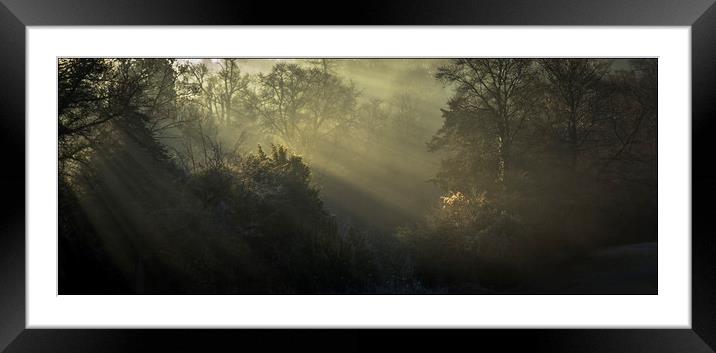 Winter woodland light  Framed Mounted Print by Jeremy Fennell