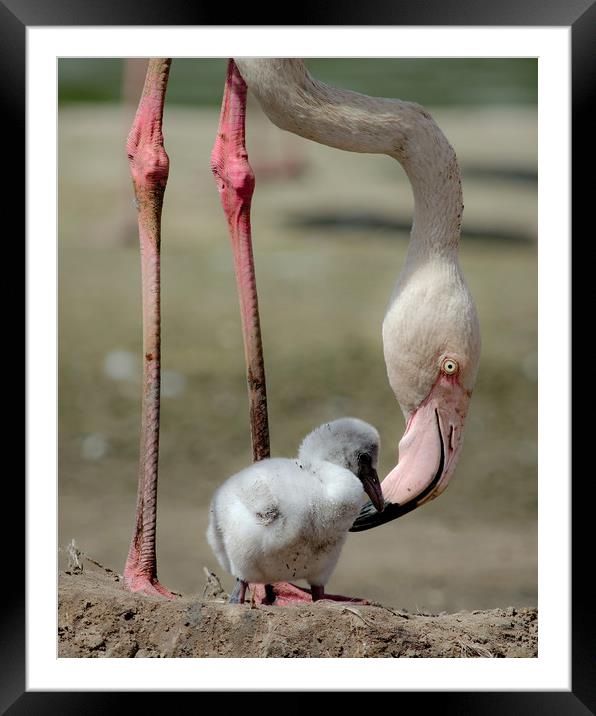 Mother & Child  Framed Mounted Print by Jeremy Fennell