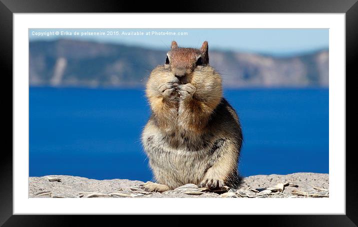  squirrel @ Crater Lake Oregon Framed Mounted Print by Erika de pelseneire